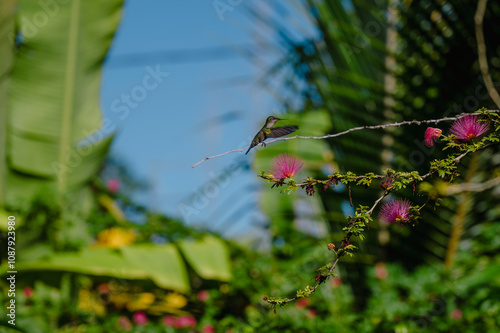 Colibri Guadeloupe