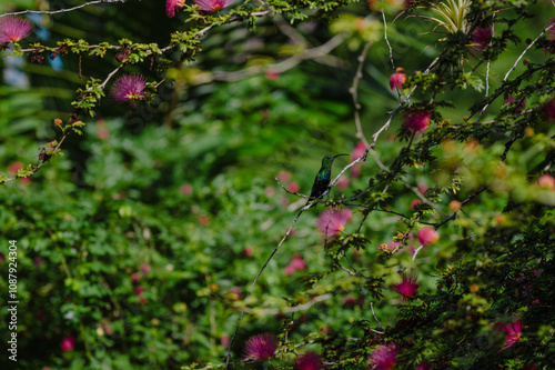 Colibri Guadeloupe