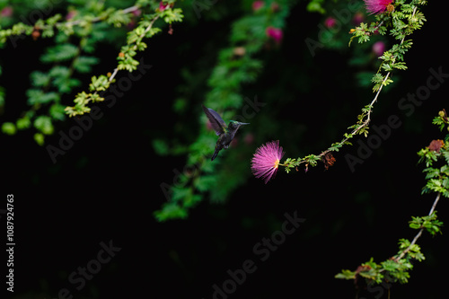 Petit Colibri de Guadeloupe