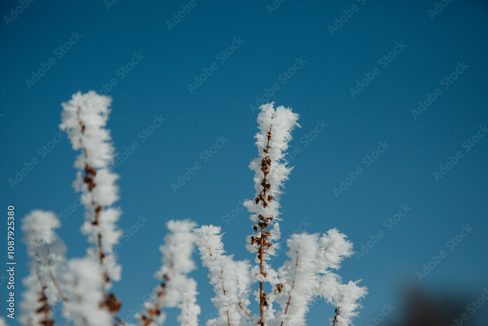 Winter frosty background, image of frozen grass at winter day Winter frosty background, image of frozen grass at winter day