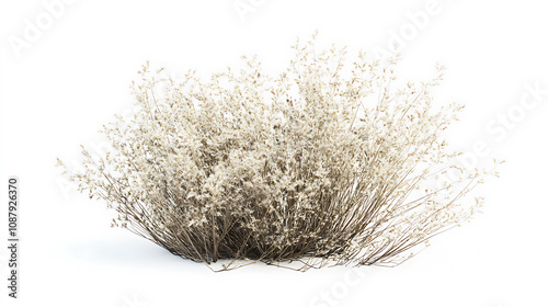Delicate nassella tenuissima grass bush 3d illustration isolated on white digital plant render