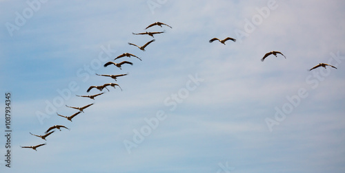 Birds in flight. Flock of cranes returning from warm lands in blue spring sky.. photo