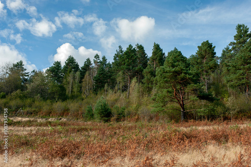 Beautiful autumn landscape. Travel, hiking, freedom, active lifestyle. Autumn in the forest.