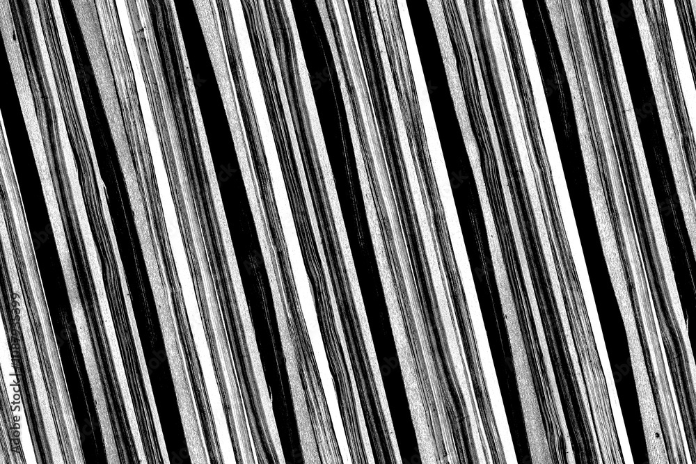 Obraz premium dark monochrom white ash tree wood timber texture grain pattern background