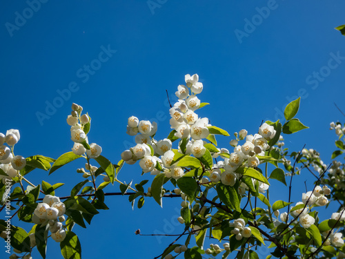 Close-up of bowl-shaped white flowers with prominent yellow stamens of the Sweet mock orange or English dogwood (Philadelphus coronarius) in sunlight photo