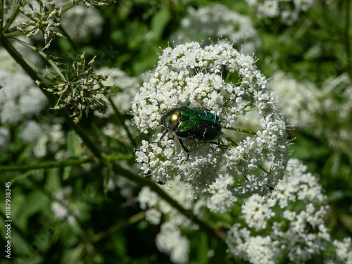 Konstfotografi Metallic rose chafer or the green rose chafer (Cetonia aurata) crawling on a whi