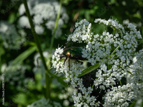 Obraz na plátně Metallic rose chafer or the green rose chafer (Cetonia aurata) crawling on a whi