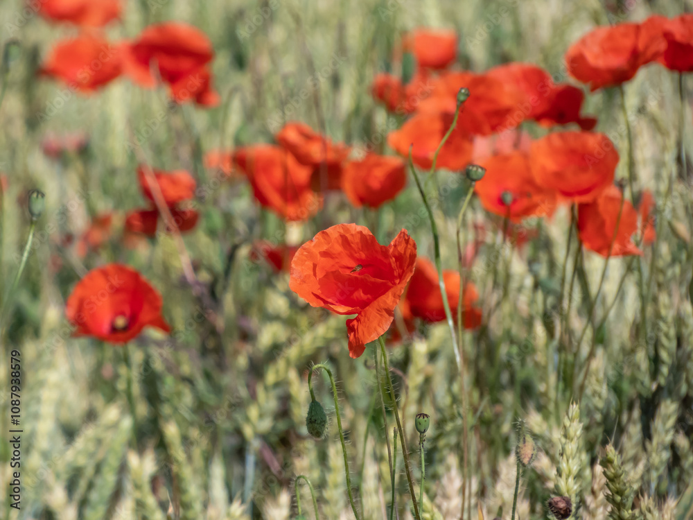 Fototapeta premium Close-up of wild poppies growing and flowering in wheat field in bright sunlight in summer