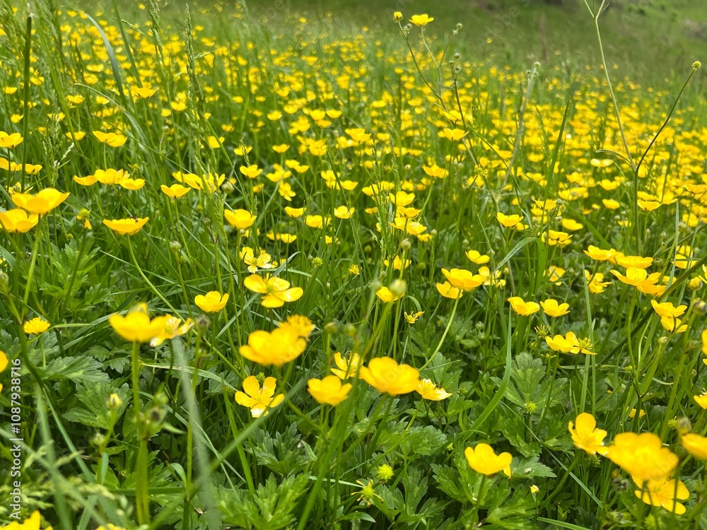 yellow flowers in the grass yellow flowers in the grass