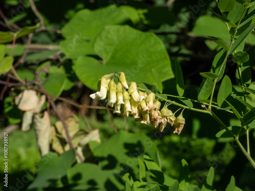 Shrubby sophora (Sophora flavescens) growing in a park and flowering with long racemes with slender pale yellow flowers photo