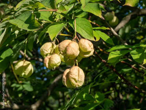 Close-up of the fruits of the European bladdernut(Staphylea pinnata), that are inflated papery capsules, ripening in autumn photo