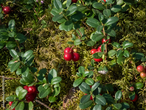 Close-up of red lingonberries on a shrub (Vaccinium vitis-idaea) in the forest in bright sunlight photo