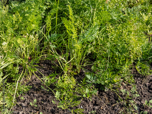 Wallpaper Mural Close-up of a carrot roots growing in soil in garden in summer. Vegetable bed Torontodigital.ca