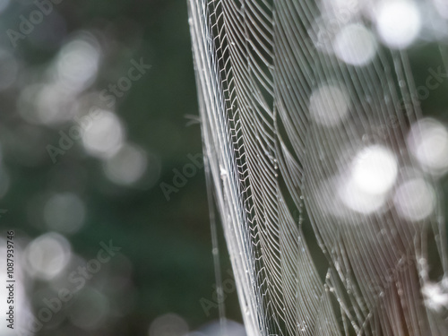 Close-up of big, detailed spider web threads in sunlight with blurred background. Lines and textures in nature