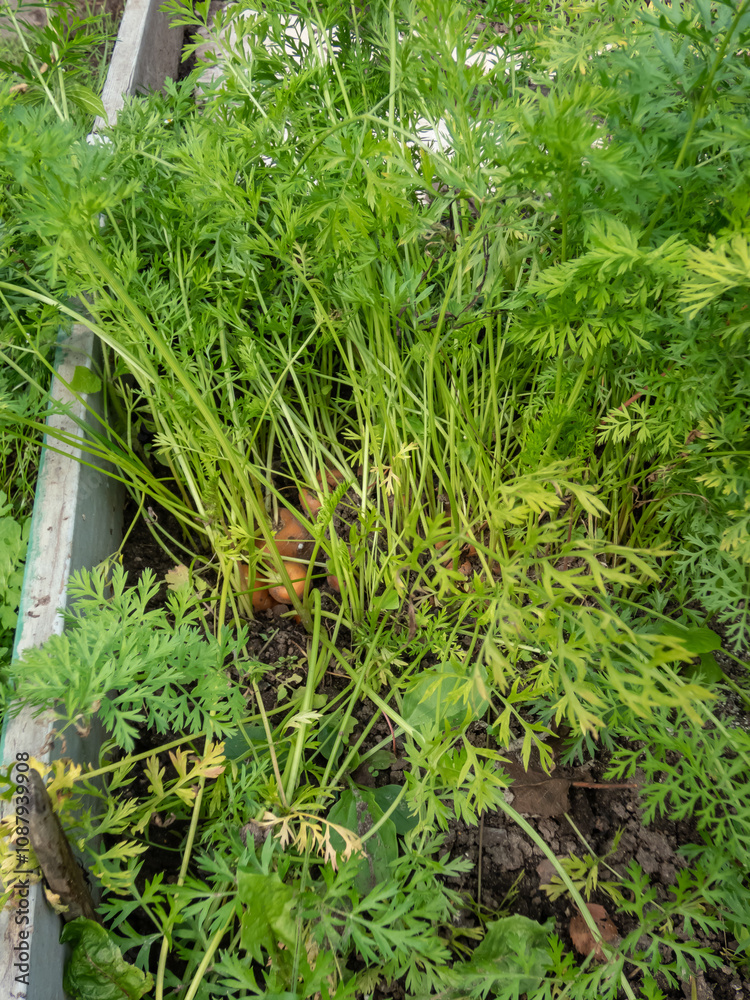 Close-up of a carrot roots growing in soil in garden in summer. Vegetable bed Close-up of a carrot roots growing in soil in garden in summer. Vegetable bed