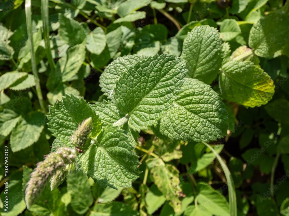 Close-up of green peppermint plant (Mentha x piperita) leaves growing and in the garden in summer Close-up of green peppermint plant (Mentha x piperita) leaves growing and in the garden in summer