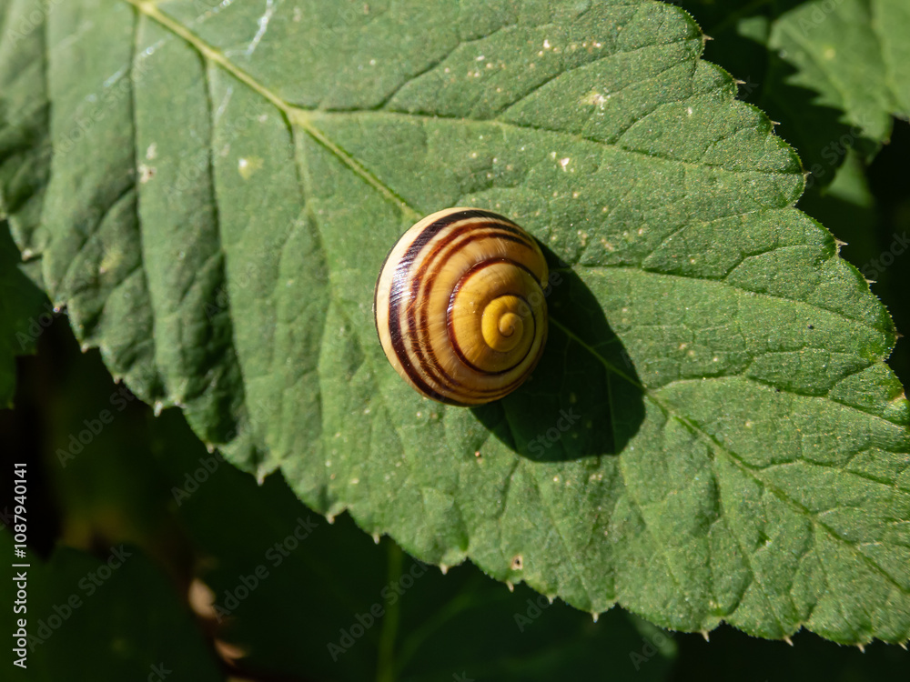 Close-up of striped snail - The white-lipped snail or garden banded snail (Cepaea hortensis) in a shell on a green leaf in bright sunlight Close-up of striped snail - The white-lipped snail or garden banded snail (Cepaea hortensis) in a shell on a green leaf in bright sunlight