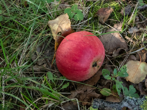 Close-up of a big, red apple on a ground in autumn