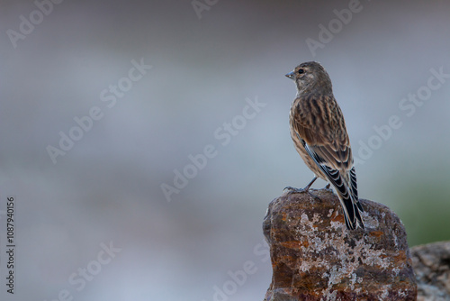 Obraz na plátně A female linnet perching on rough stone