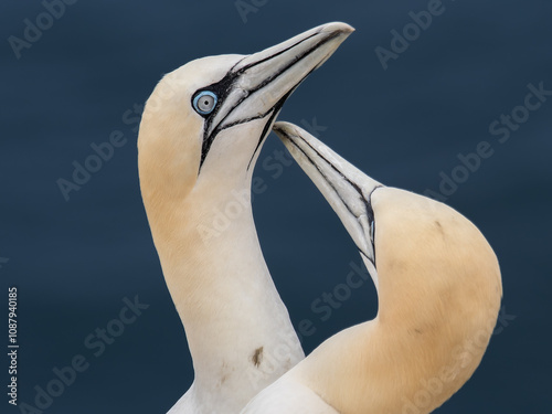 Gannet Pair photo