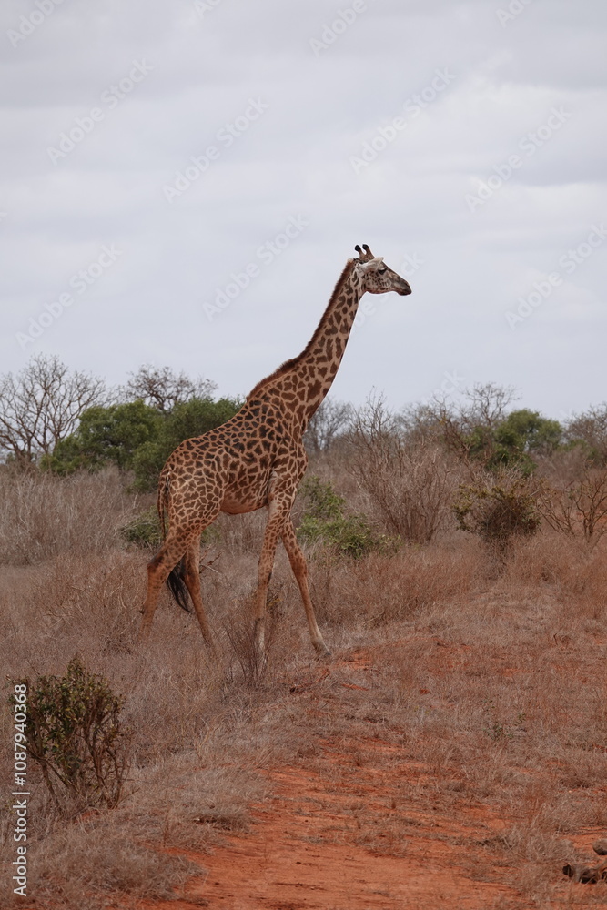 Obraz premium A giraffe walking along a red dirt road in Tsavo East National Park, Kenya. Surrounded by dry vegetation and an expansive savanna landscape under an overcast sky.