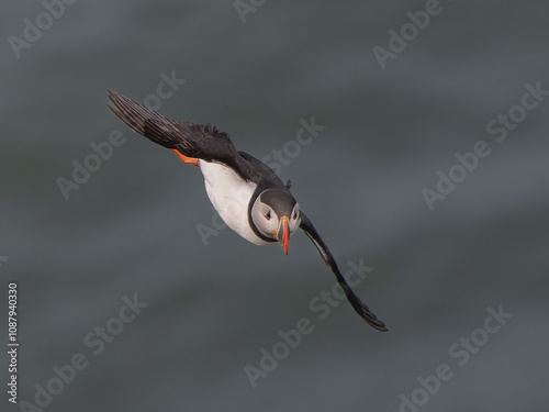 Puffin photo