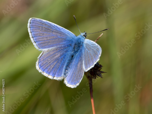 Common Blue.Polyommatus icarus