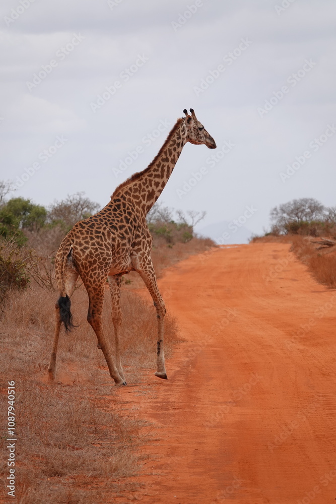 Obraz premium A giraffe walking along a red dirt road in Tsavo East National Park, Kenya. Surrounded by dry vegetation and an expansive savanna landscape under an overcast sky.