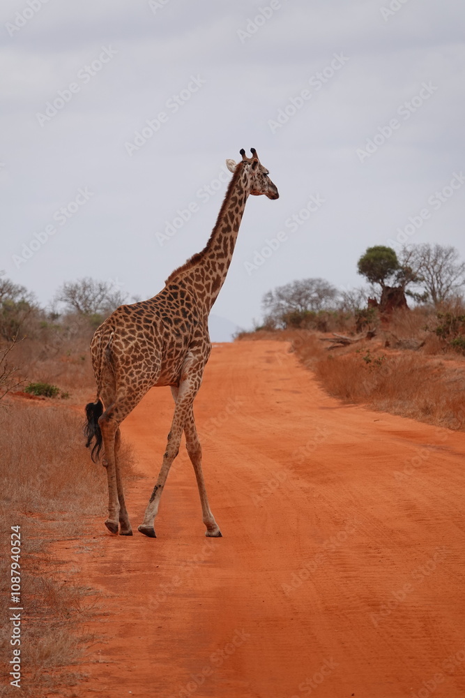 Obraz premium A giraffe walking along a red dirt road in Tsavo East National Park, Kenya. Surrounded by dry vegetation and an expansive savanna landscape under an overcast sky.