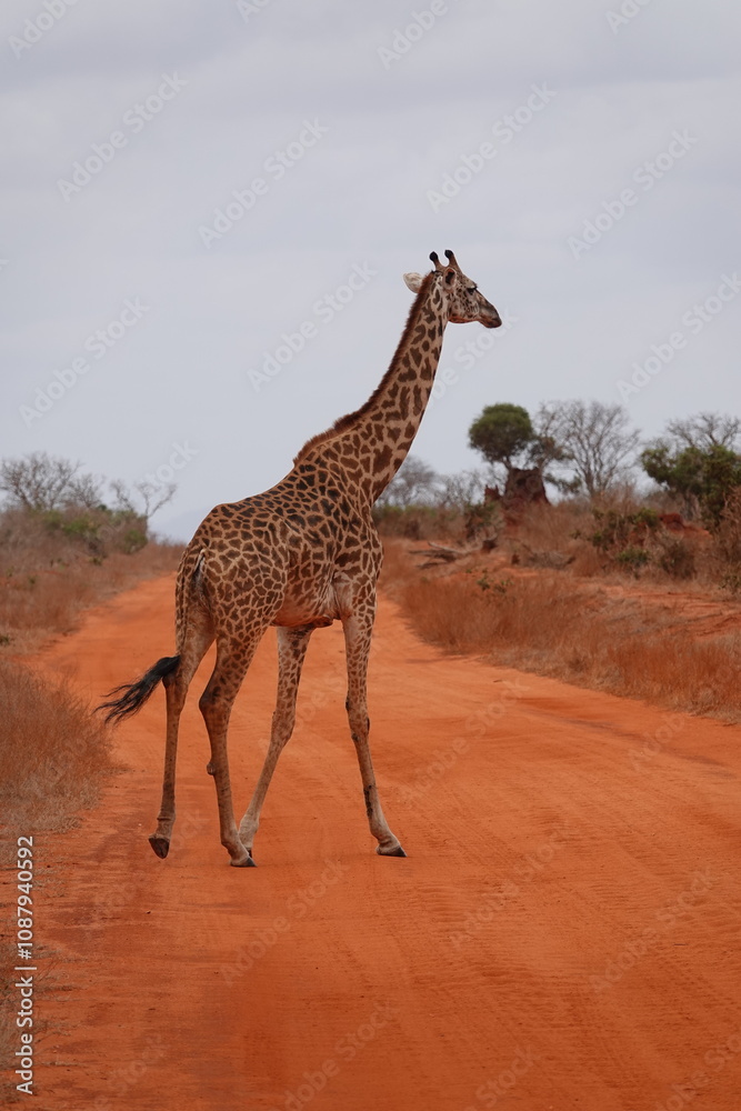 Obraz premium A giraffe walking along a red dirt road in Tsavo East National Park, Kenya. Surrounded by dry vegetation and an expansive savanna landscape under an overcast sky.