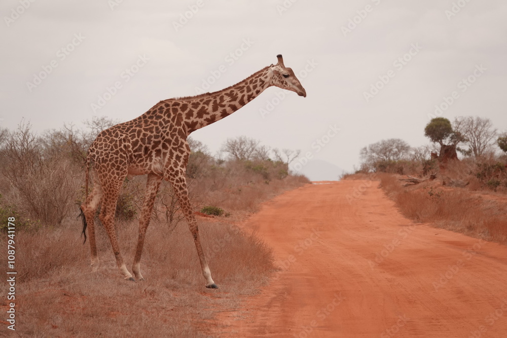 Obraz premium A giraffe walking along a red dirt road in Tsavo East National Park, Kenya. Surrounded by dry vegetation and an expansive savanna landscape under an overcast sky.