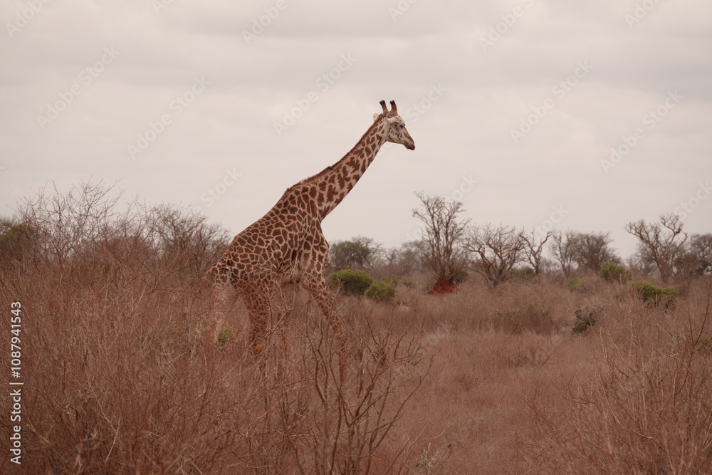 A giraffe walking along a red dirt road in Tsavo East National Park, Kenya. Surrounded by dry vegetation and an expansive savanna landscape under an overcast sky. A giraffe walking along a red dirt road in Tsavo East National Park, Kenya. Surrounded by dry vegetation and an expansive savanna landscape under an overcast sky.