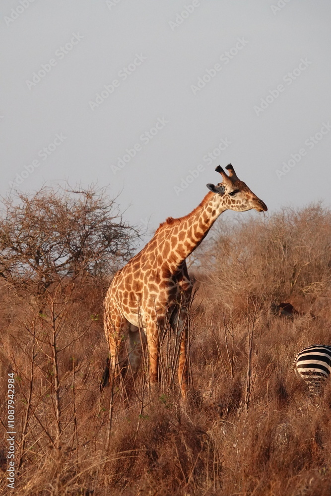Fototapeta premium A giraffe walking along a red dirt road in Tsavo East National Park, Kenya. Surrounded by dry vegetation and an expansive savanna landscape under an overcast sky.