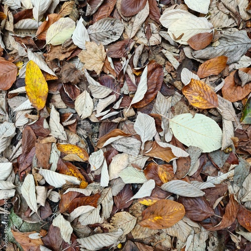 Laub, Herbst, Natur
Foliage, Fall, Nature photo