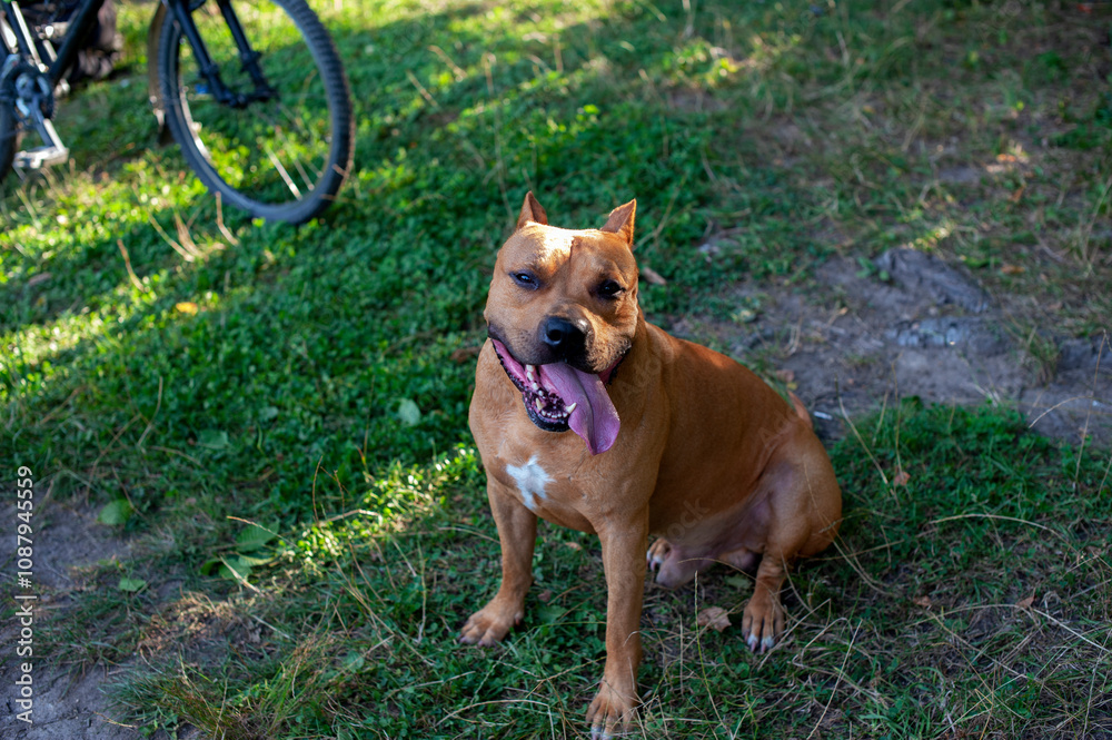 The American Staffordshire terrier is a warrior without fear or reproach, a strong, intelligent and loyal dog will protect you in any situation.