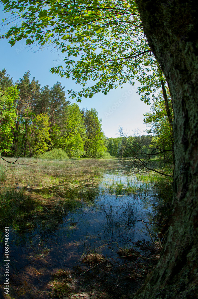 Green forest reflected in the calm water of the lake, beauty in nature. Green forest reflected in the calm water of the lake, beauty in nature.