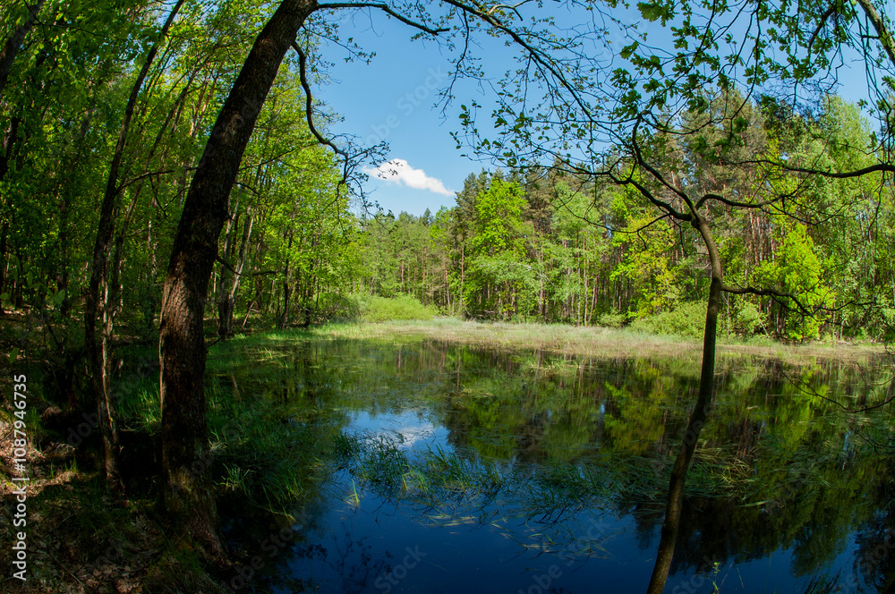 Green forest reflected in the calm water of the lake, beauty in nature. Green forest reflected in the calm water of the lake, beauty in nature.