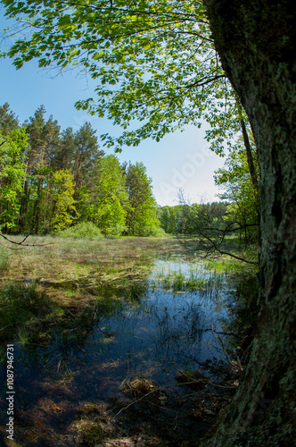 Green forest reflected in the calm water of the lake, beauty in nature.