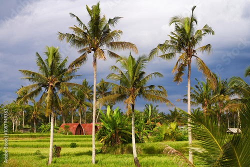 Palm trees in a paddy field against a stormy evening sky.