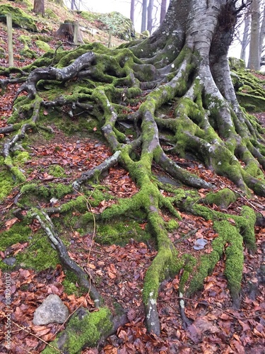roots of a old tree