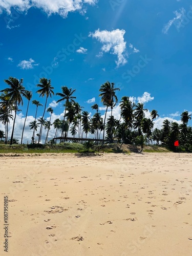 beach with palm trees