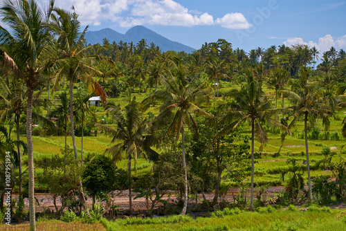 Wallpaper Mural Panorama of the amazing landscape of Asian rice terraces. Palm trees in a rice paddy on the island of Bali. A view of the bright green rice fields. Torontodigital.ca