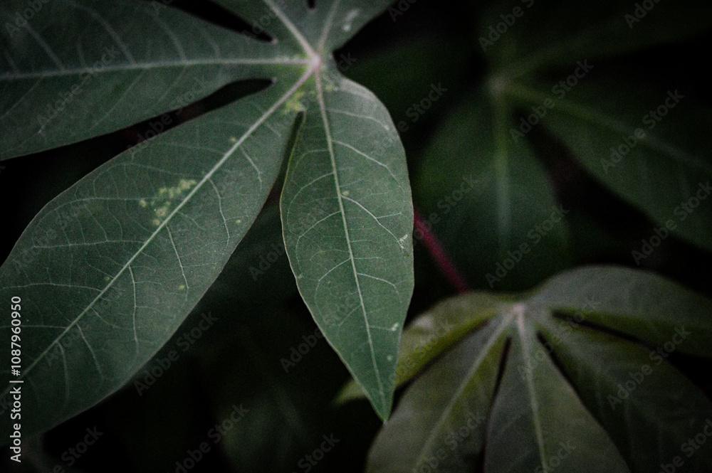 close up of leaves close up of leaves