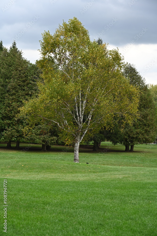 Fototapeta premium beautiful landscape and autumn and forest