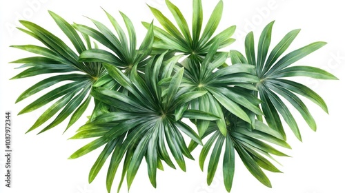 Lush green palm leaves isolated on white background.