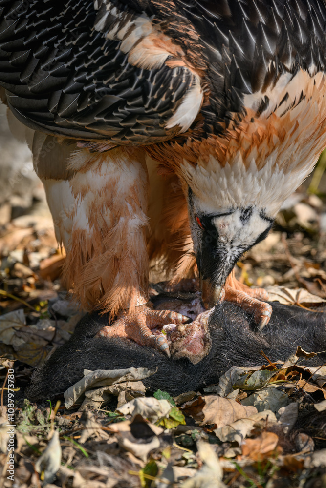 Bearded vulture tearing off the skin of a boar on the ground.
Bearded vulture tearing off the skin of a boar on the ground.
