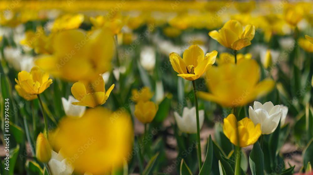 Vibrant yellow and white tulips blooming in a field. Spring nature background. Beautiful floral landscape, perfect for design, advertising, cards, calendars, and backgrounds. Vibrant yellow and white tulips blooming in a field. Spring nature background. Beautiful floral landscape, perfect for design, advertising, cards, calendars, and backgrounds.