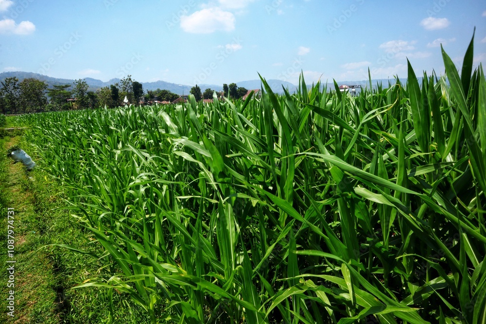 Vast green cornfield under a clear blue sky in countryside. Vast green cornfield under a clear blue sky in countryside.