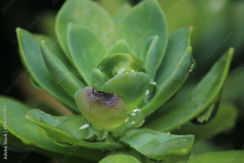 succulent opens this flower macro photo succulent opens this flower macro photo