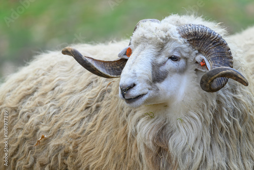 A ram with spinning horns rests on the ground.
